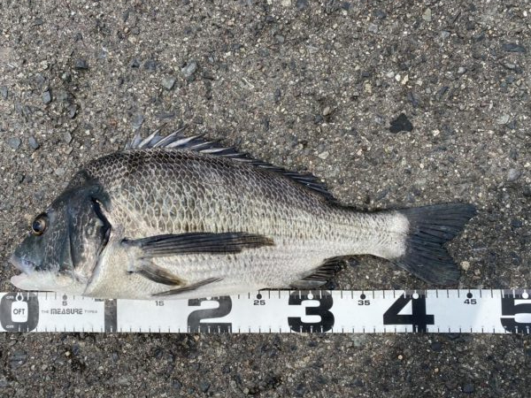 イチノ兄弟、釣果！