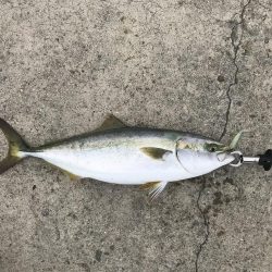 ハマチリベ達もノータチウオノーライフ