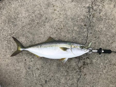 ハマチリベ達もノータチウオノーライフ