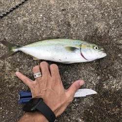 8月11日神戸空港青物