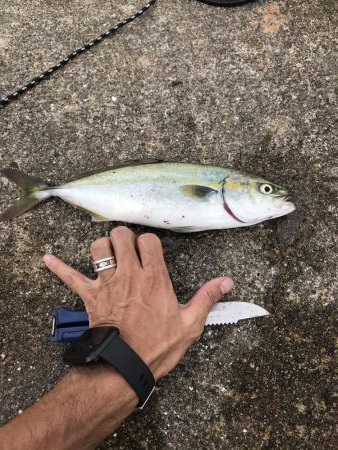 8月11日神戸空港青物