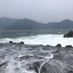 アコウは裏切らない