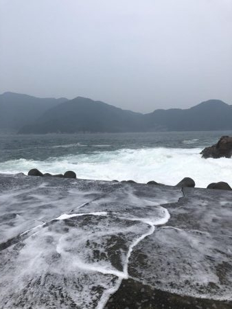 アコウは裏切らない