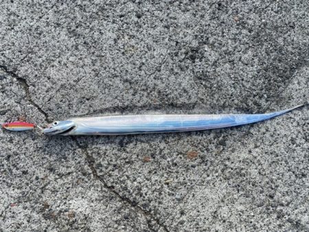 ツバス　太刀魚