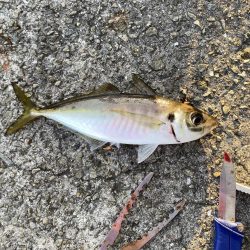 じあい短いが入れ食い