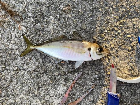 じあい短いが入れ食い