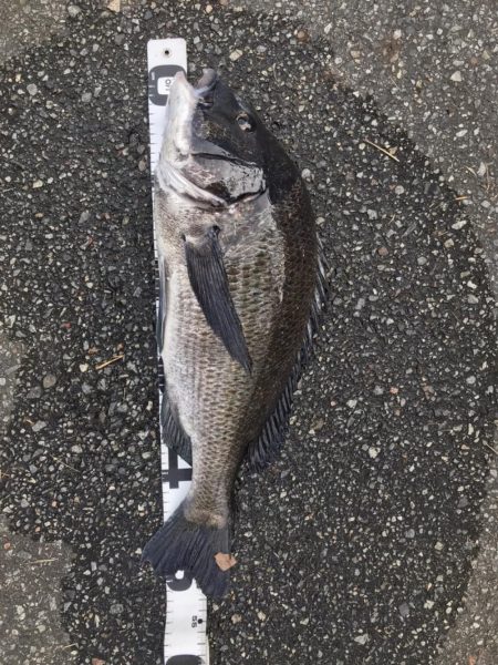 イチノ兄弟、釣果！