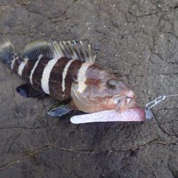 夏魚、アコウ !