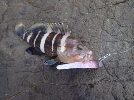 夏魚、アコウ !