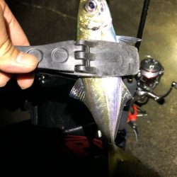 朝マズメアジング