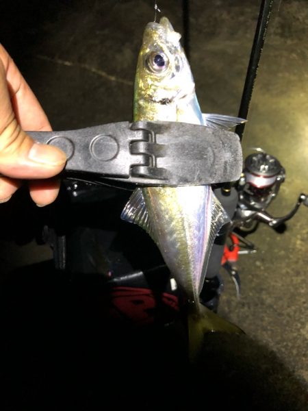 朝マズメアジング