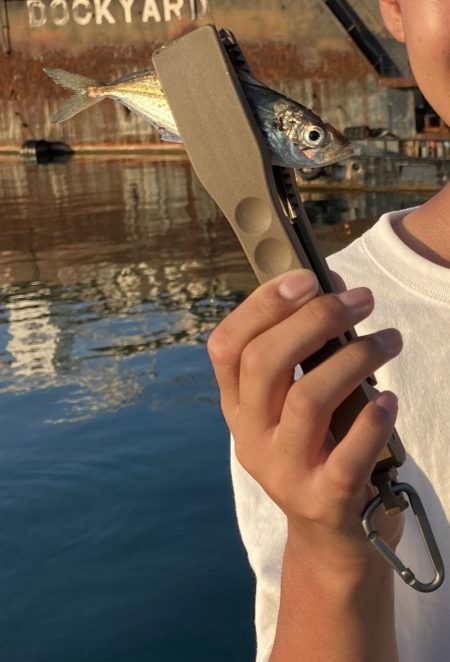 鱗付け淡路島アジング