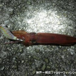 三蜜を避けて人が少ないポイントでケンサキ狙い