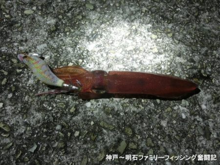 三蜜を避けて人が少ないポイントでケンサキ狙い