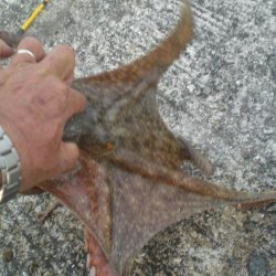 今年最大930gタコ