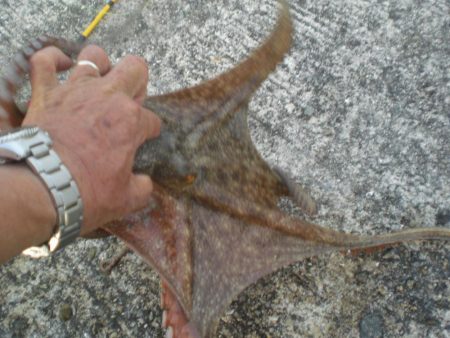 今年最大930gタコ