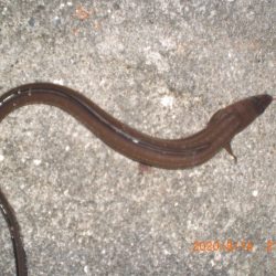 お盆墓参り+釣り