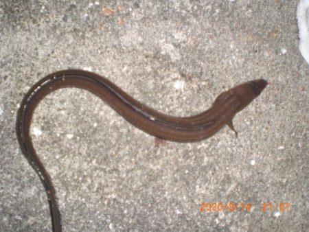 お盆墓参り+釣り