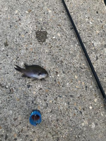 強風とおせんの嫌がらせ