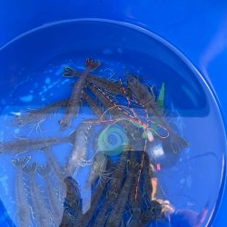 エビラバ&落とし込み釣行