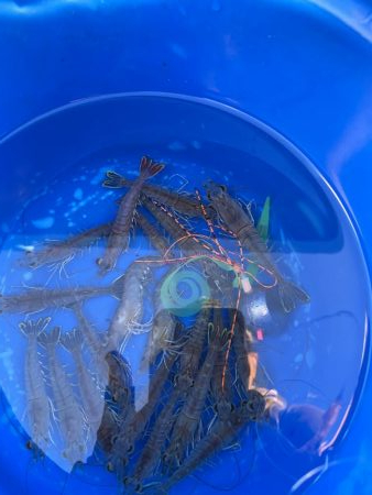 エビラバ&落とし込み釣行