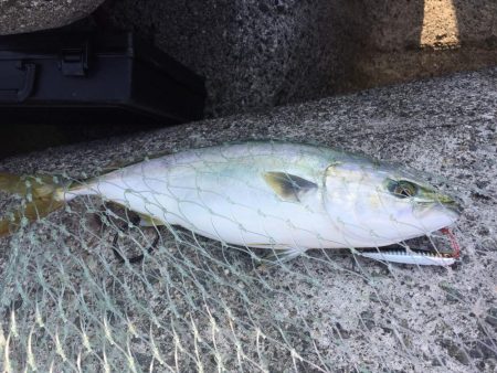 ２週間ぶりのツバス