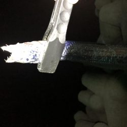 タチウオが安定してきたかな？