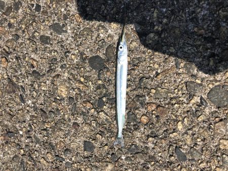 キトキトのサヨリ&過去最小アオリ