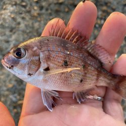 本荘人工島ヘチ釣り五目