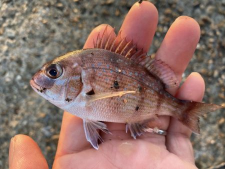 本荘人工島ヘチ釣り五目