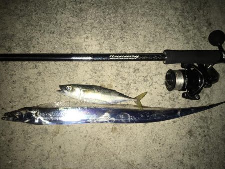 今年初タチウオ