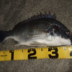 真夏のチニング