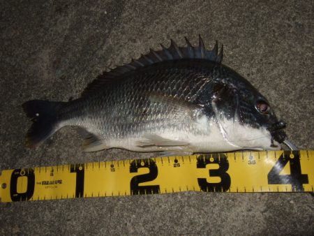 真夏のチニング