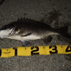 テトラでマチヌ