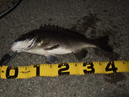 テトラでマチヌ