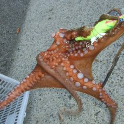 そろそろ減ってきたかな