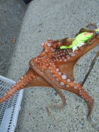 そろそろ減ってきたかな