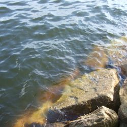 夕マズメからタコ釣り