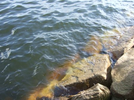 夕マズメからタコ釣り