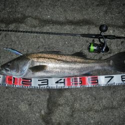 ランカーシーバス