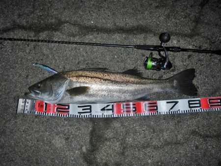 ランカーシーバス