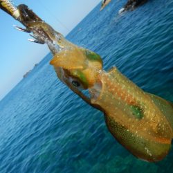 アオリイカ調査