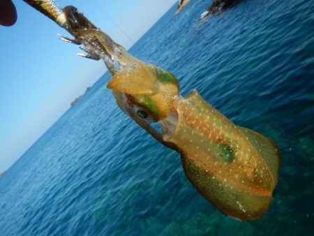 アオリイカ調査