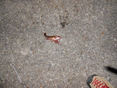 あたりはあるが…カサゴのみ