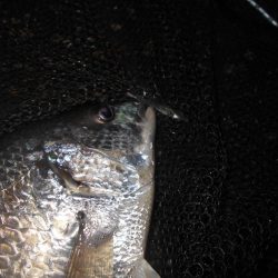 シーバス狙いでしたが…。