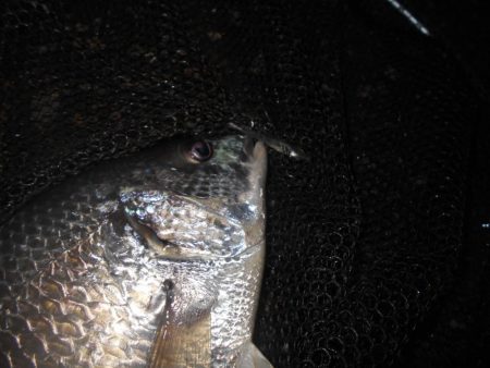 シーバス狙いでしたが…。