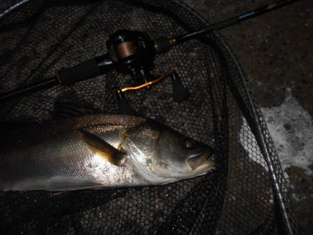 真夏の夜の釣り