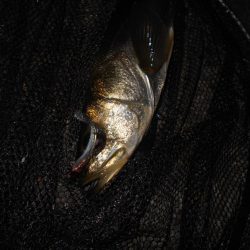 ボチボチ活性が上がり出す？