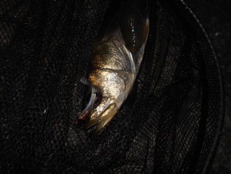 ボチボチ活性が上がり出す？