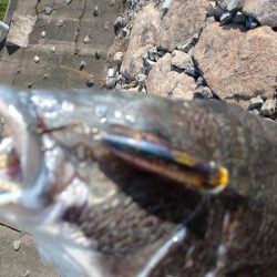 今日もチヌトップ